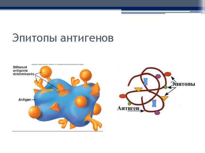Эпитопы антигенов 