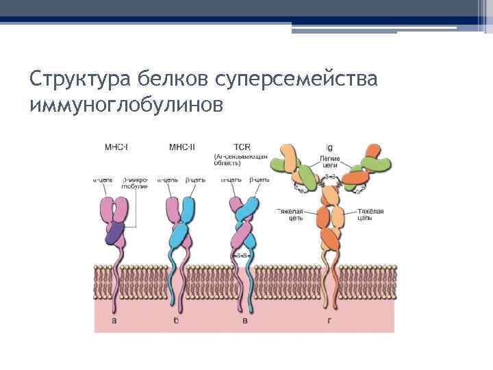 Структура белков суперсемейства иммуноглобулинов 