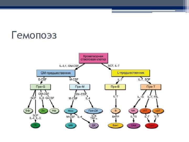 Гемопоэз 