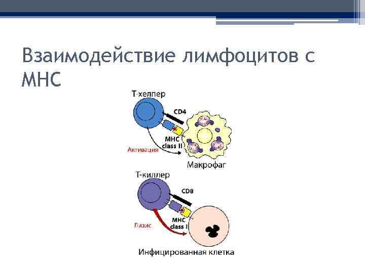 Взаимодействие лимфоцитов с MHC 