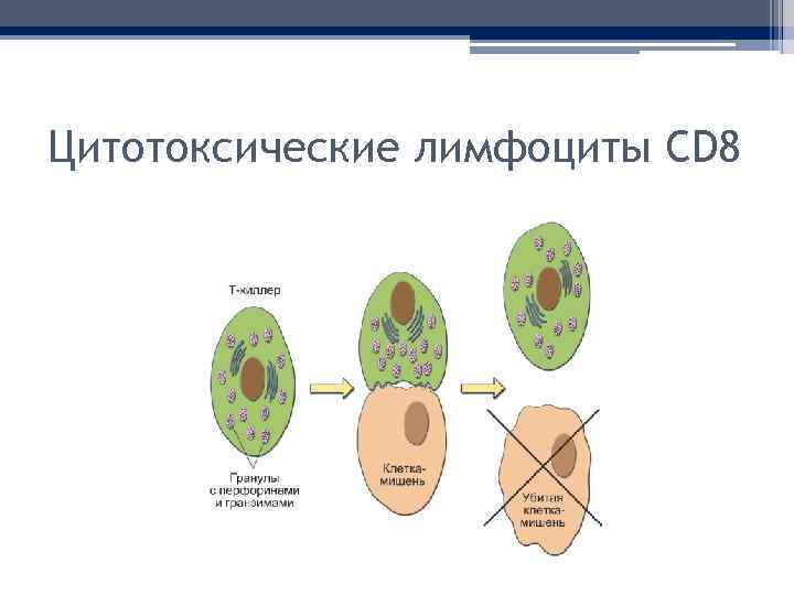 Цитотоксические лимфоциты CD 8 