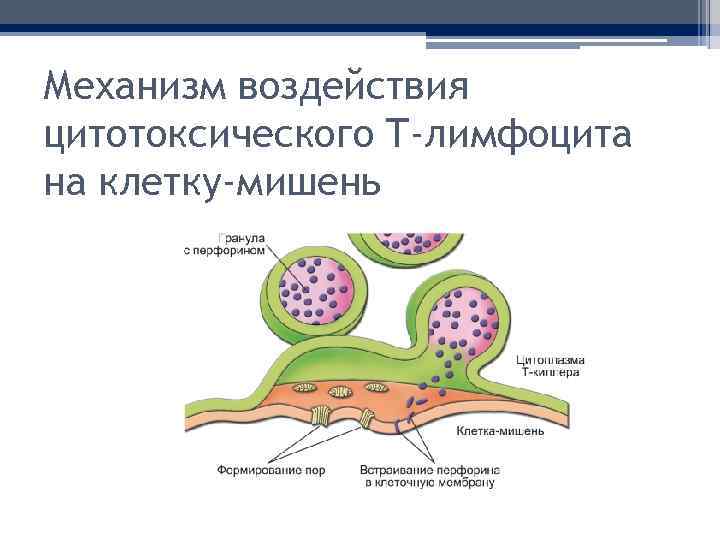 Механизм воздействия цитотоксического T-лимфоцита на клетку-мишень 