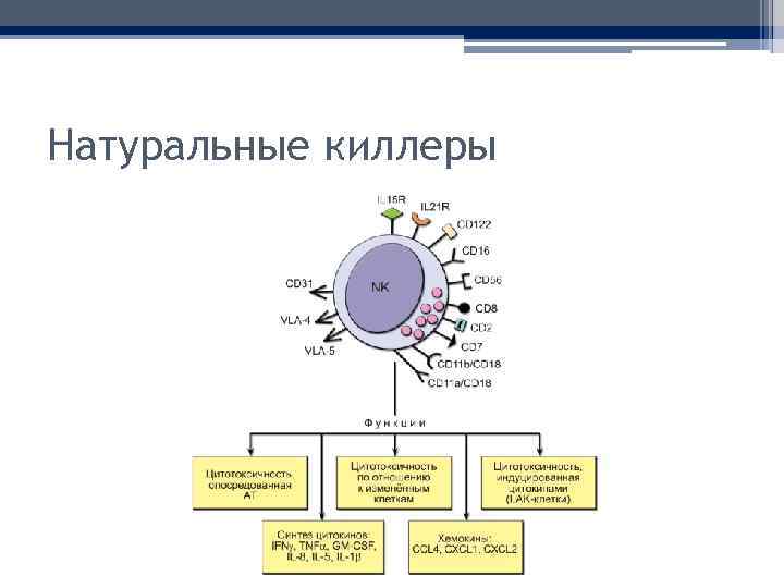 Натуральные киллеры 