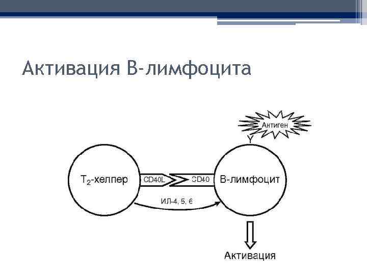 Активация В-лимфоцита 