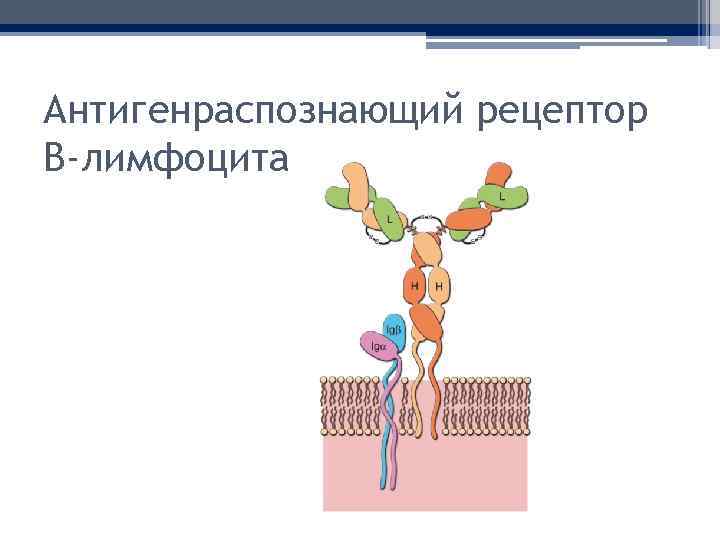 Антигенраспознающий рецептор В-лимфоцита 