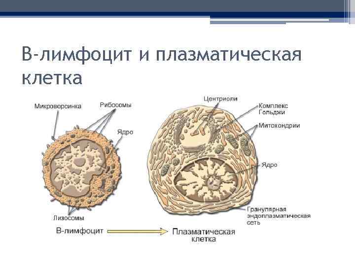 B-лимфоцит и плазматическая клетка 