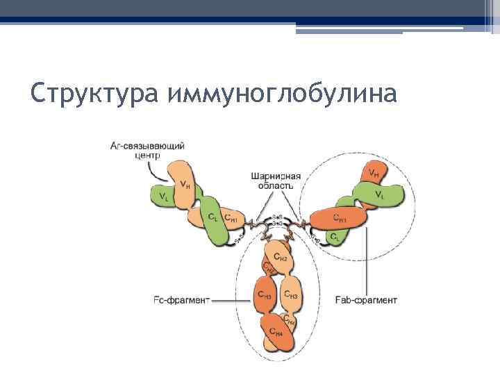 Структура иммуноглобулина 