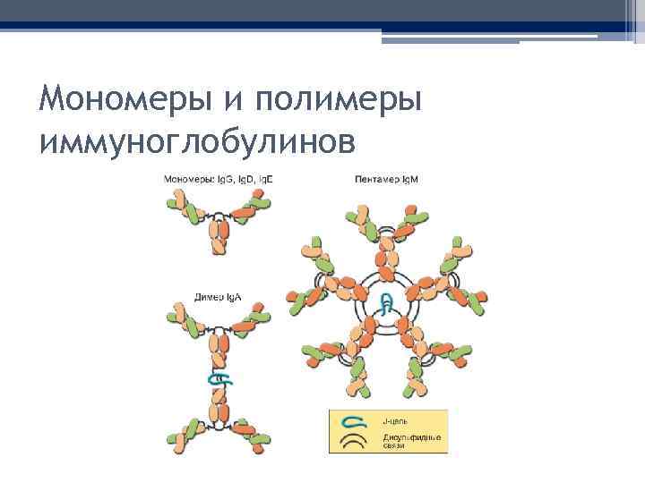 Мономеры и полимеры иммуноглобулинов 