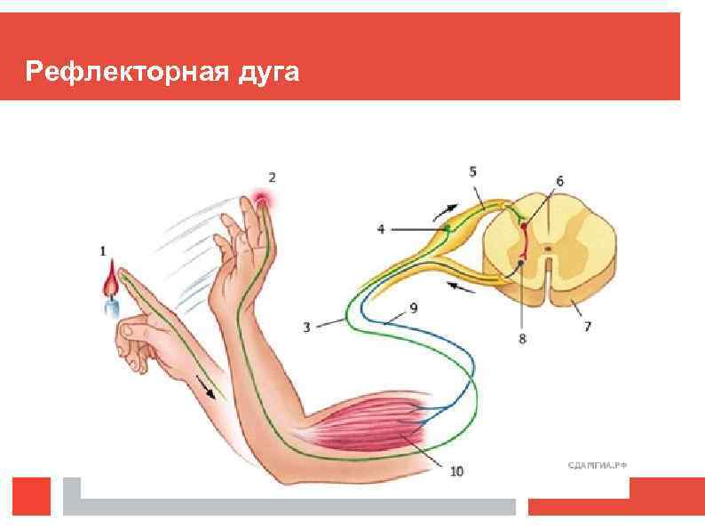 Рефлекторная дуга 