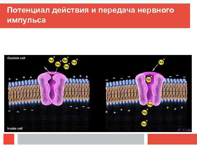 Потенциал действия и передача нервного импульса 