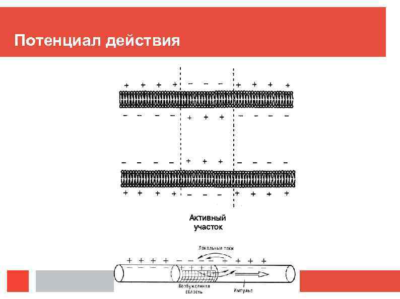 Потенциал действия 