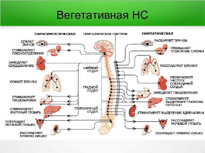 Схема эфферентной иннервации фармакология