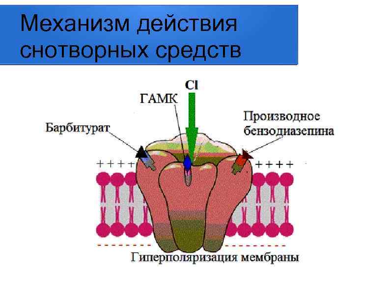 Механизм действия снотворных средств 