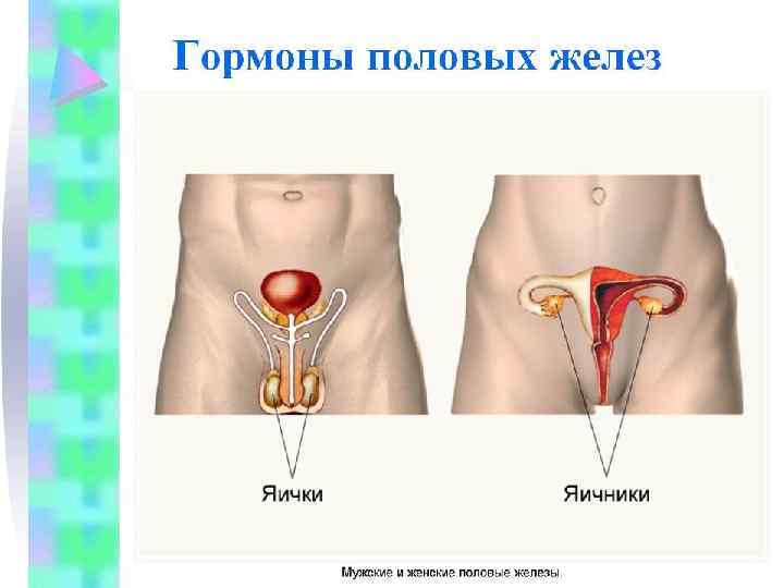 Гипоталамо-гипофизарная регуляция 