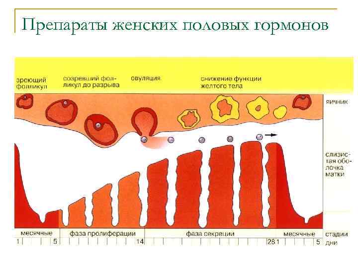 Препараты женских половых гормонов 