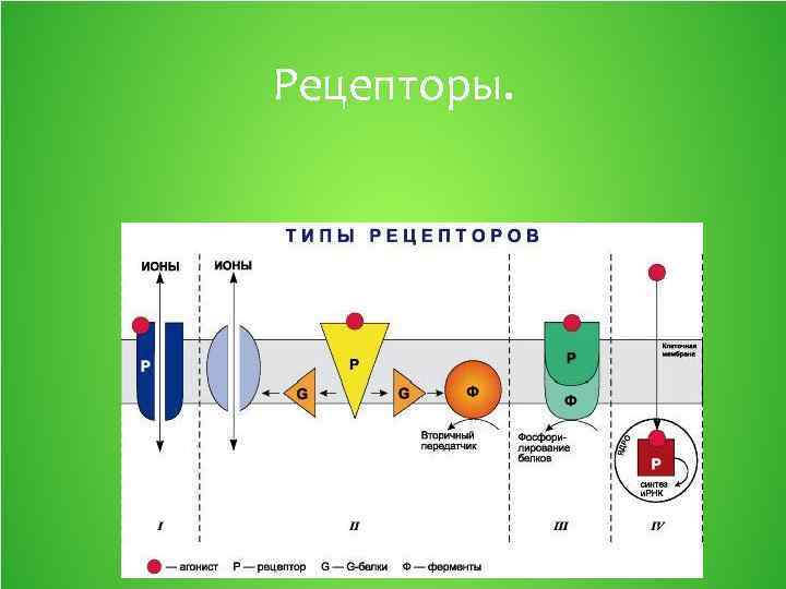 Рецепторы в большом. Типы рецепторов. Типы рецепторов фармакология. Рецептор a Тип рецептора. Рецепторы виды рецепторов фармакология.