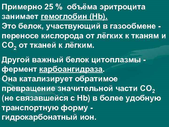 Примерно 25 % объёма эритроцита занимает гемоглобин (Нb). Это белок, участвующий в газообмене -