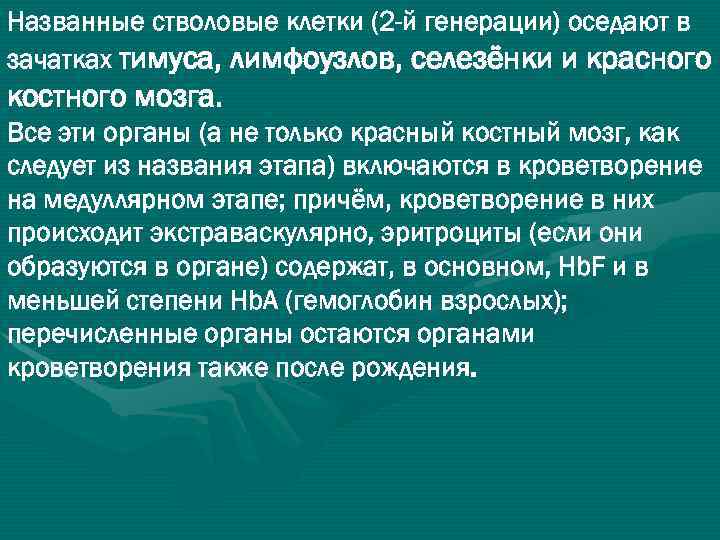 Названные стволовые клетки (2 -й генерации) оседают в зачатках тимуса, лимфоузлов, селезёнки и красного