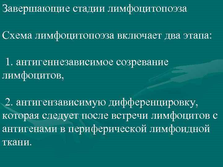 Завершающие стадии лимфоцитопоэза Схема лимфоцитопоэза включает два этапа: 1. антигеннезависимое созревание лимфоцитов, 2. антигензависимую