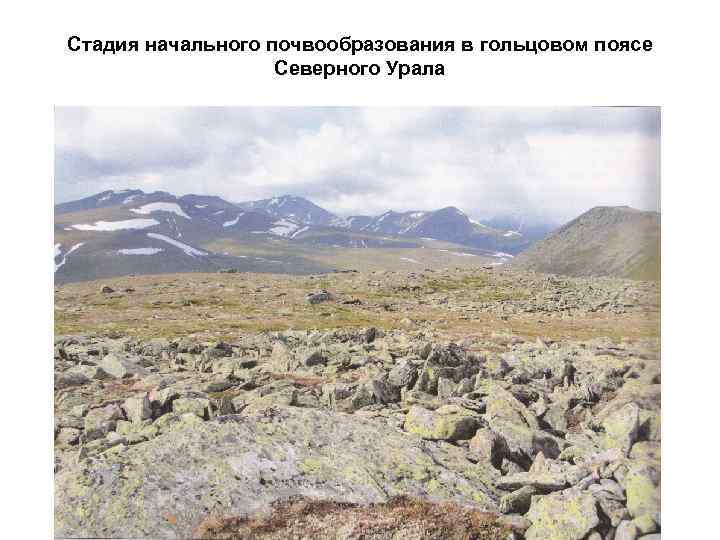 Стадия начального почвообразования в гольцовом поясе Северного Урала 