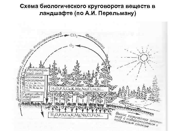 Схема биологического круговорота веществ в ландшафте (по А. И. Перельману) 