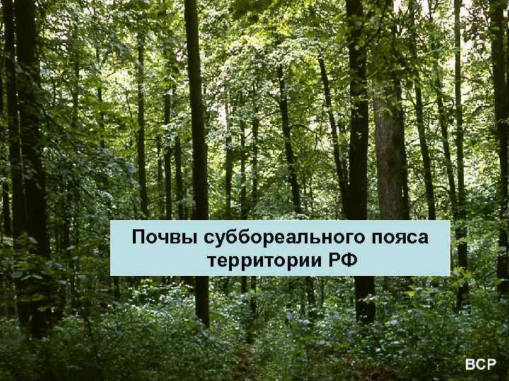 Почвы суббореального пояса территории РФ 