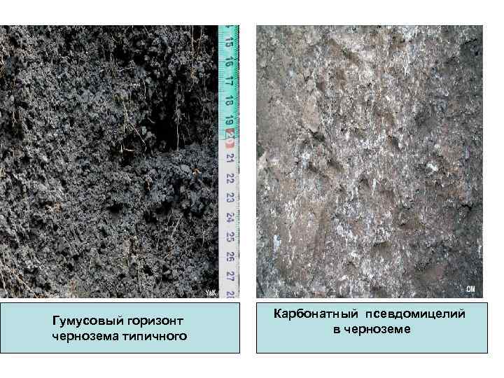 Гумусовый горизонт чернозема типичного Карбонатный псевдомицелий в черноземе 