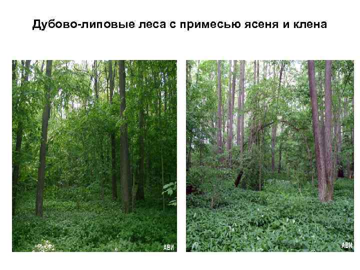 Дубово-липовые леса с примесью ясеня и клена 