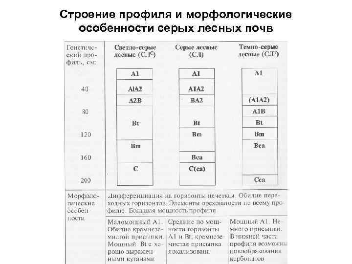 Строение профиля и морфологические особенности серых лесных почв 