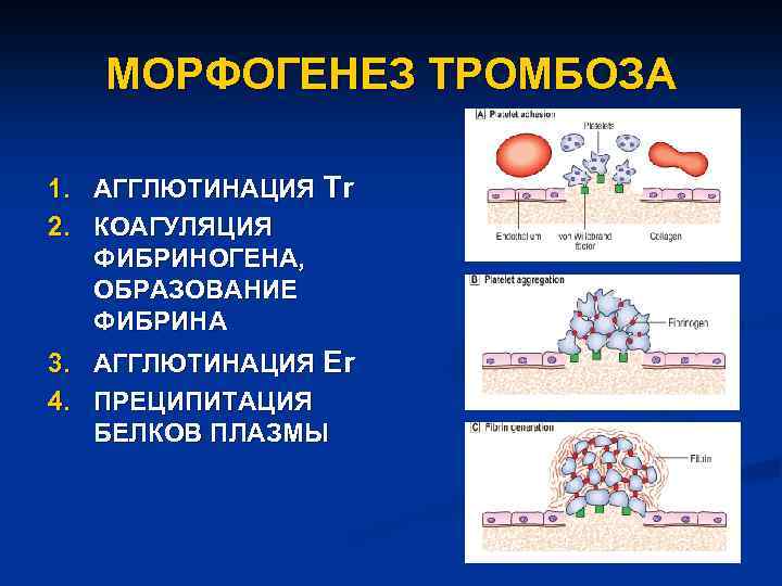 Образование фибрина из фибриногена