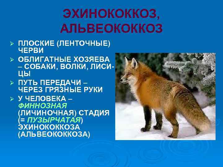 ЭХИНОКОККОЗ, АЛЬВЕОКОККОЗ ПЛОСКИЕ (ЛЕНТОЧНЫЕ) ЧЕРВИ Ø ОБЛИГАТНЫЕ ХОЗЯЕВА – СОБАКИ, ВОЛКИ, ЛИСИЦЫ Ø ПУТЬ