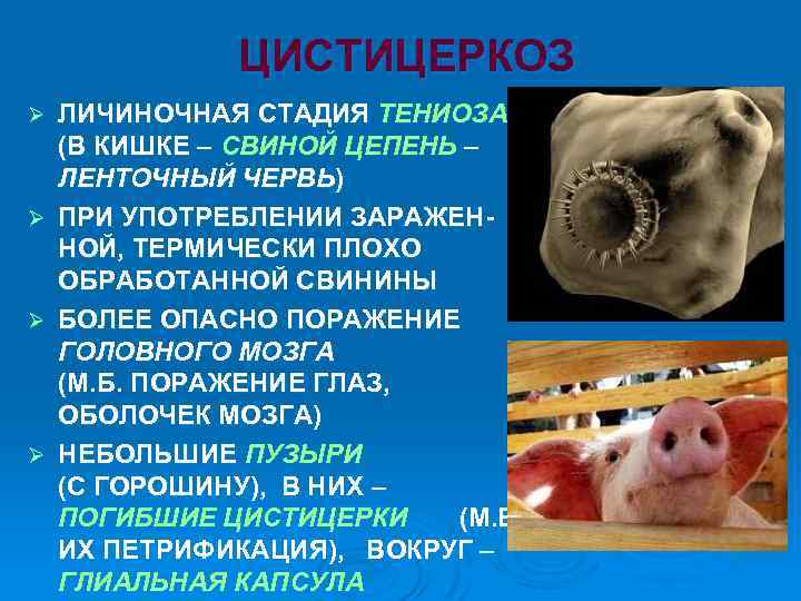 ЦИСТИЦЕРКОЗ Ø Ø ЛИЧИНОЧНАЯ СТАДИЯ ТЕНИОЗА (В КИШКЕ – СВИНОЙ ЦЕПЕНЬ – ЛЕНТОЧНЫЙ ЧЕРВЬ)