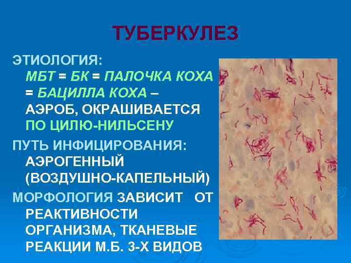 ТУБЕРКУЛЕЗ ЭТИОЛОГИЯ: МБТ = БК = ПАЛОЧКА КОХА = БАЦИЛЛА КОХА – АЭРОБ, ОКРАШИВАЕТСЯ