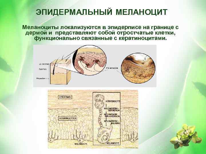 ЭПИДЕРМАЛЬНЫЙ МЕЛАНОЦИТ Меланоциты локализуются в эпидерписе на границе с дермой и представляют собой отростчатые