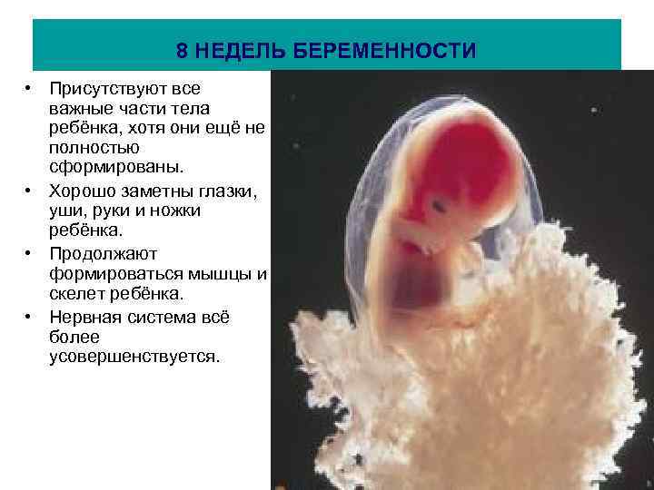 8 НЕДЕЛЬ БЕРЕМЕННОСТИ • Присутствуют все важные части тела ребёнка, хотя они ещё не