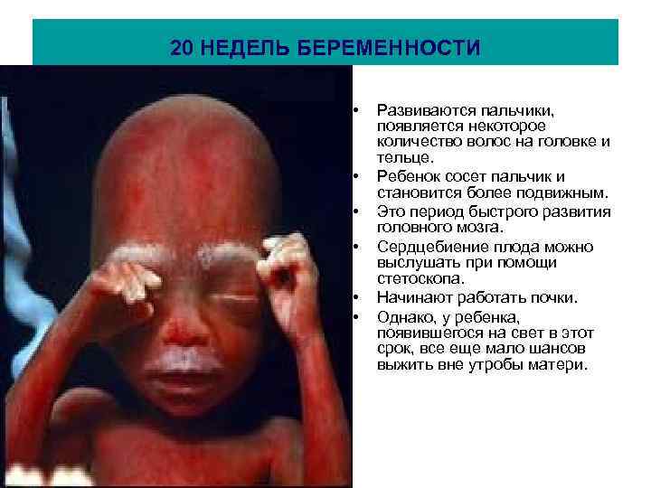 20 НЕДЕЛЬ БЕРЕМЕННОСТИ • • • Развиваются пальчики, появляется некоторое количество волос на головке