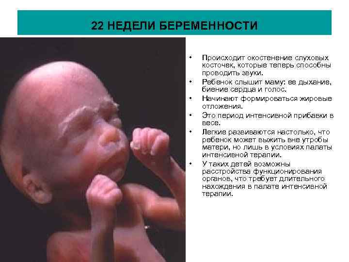 22 НЕДЕЛИ БЕРЕМЕННОСТИ • • • Происходит окостенение слуховых косточек, которые теперь способны проводить