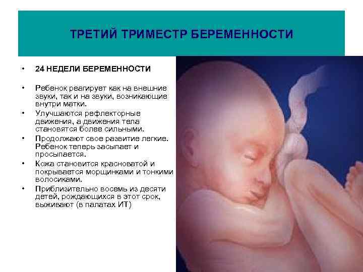 ТРЕТИЙ ТРИМЕСТР БЕРЕМЕННОСТИ • 24 НЕДЕЛИ БЕРЕМЕННОСТИ • Ребенок реагирует как на внешние звуки,