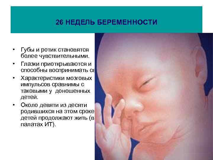 26 НЕДЕЛЬ БЕРЕМЕННОСТИ • Губы и ротик становятся более чувствительными. • Глазки приоткрываются и