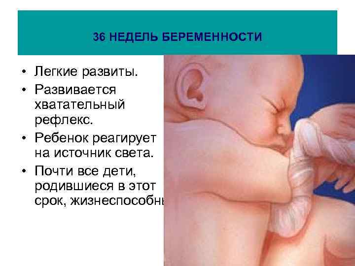 36 НЕДЕЛЬ БЕРЕМЕННОСТИ • Легкие развиты. • Развивается хватательный рефлекс. • Ребенок реагирует на