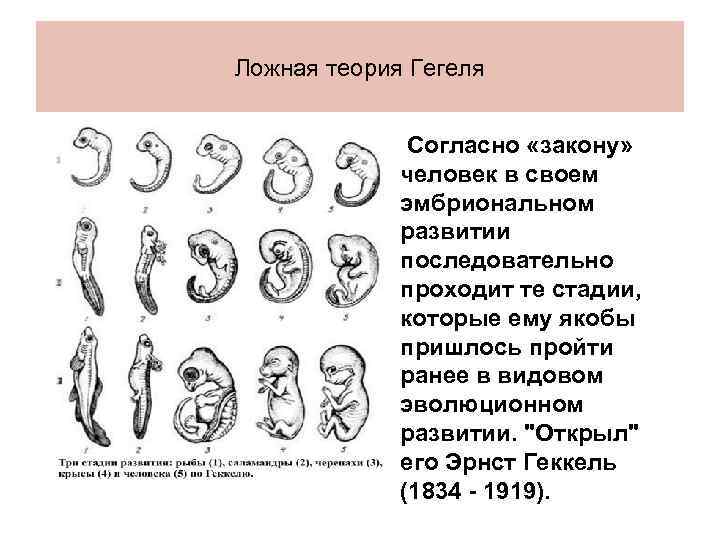 Ложная теория Гегеля • Согласно «закону» человек в своем эмбриональном развитии последовательно проходит те