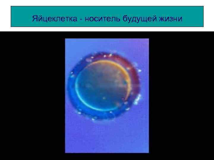 Яйцеклетка - носитель будущей жизни 