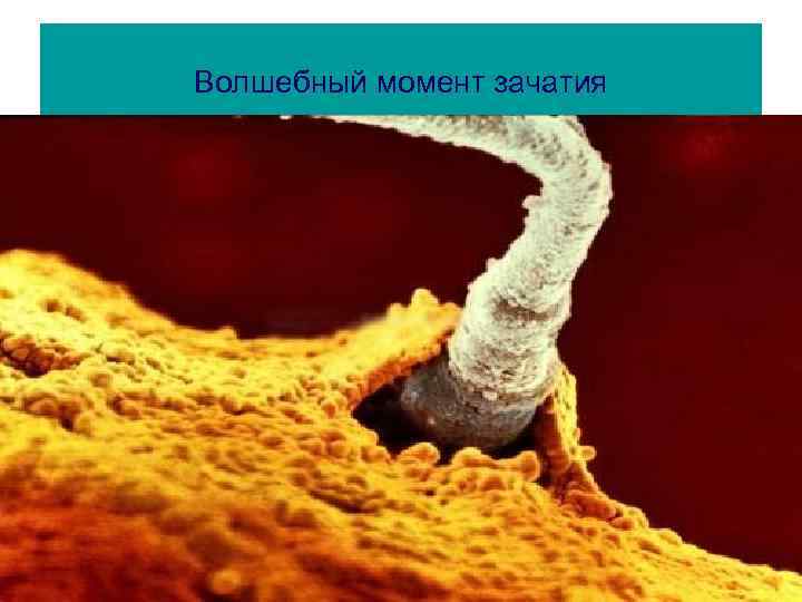 Волшебный момент зачатия 