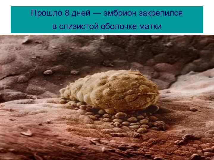 Прошло 8 дней — эмбрион закрепился в слизистой оболочке матки 