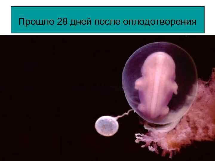 Прошло 28 дней после оплодотворения 