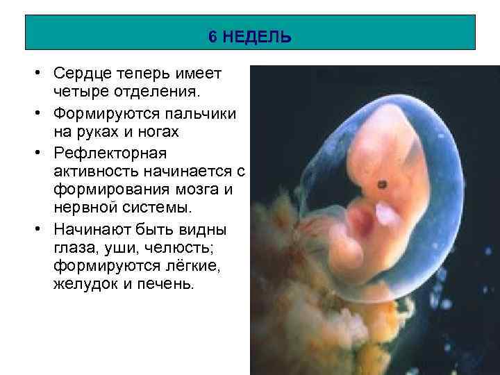 6 НЕДЕЛЬ • Сердце теперь имеет четыре отделения. • Формируются пальчики на руках и