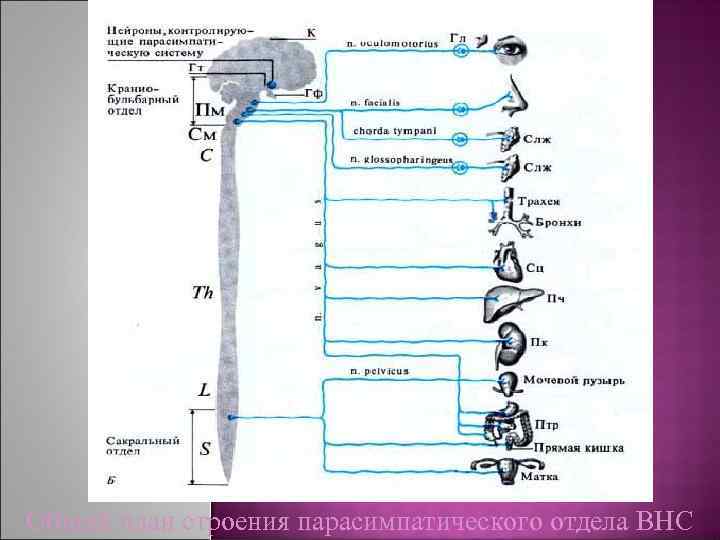 Общий план строения парасимпатического отдела ВНС 