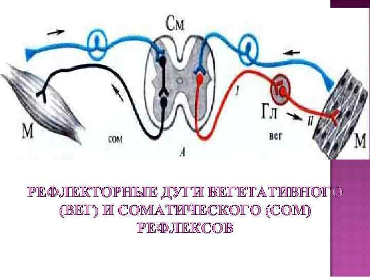 Схема вегетативной рефлекторной дуги гистология