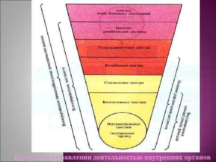 Иерархия в управлении деятельностью внутренних органов 