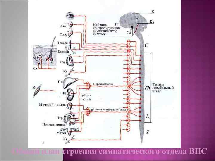 Общий план строения симпатического отдела ВНС 
